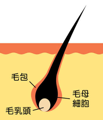 髪の毛