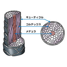 髪の毛の仕組み
